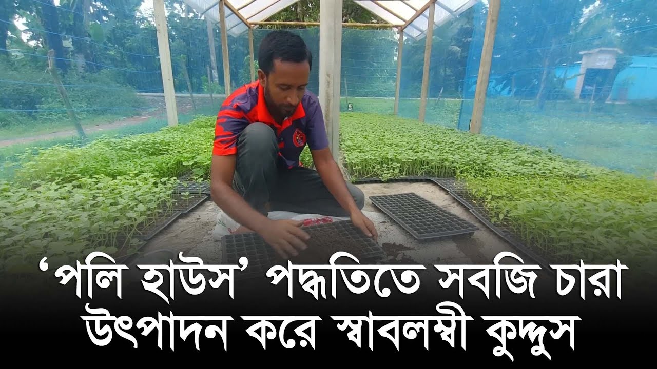 ‘পলি হাউস’ পদ্ধতিতে সবজি চারা উৎপাদন করে স্বাবলম্বী কুদ্দুস I KalerKantho