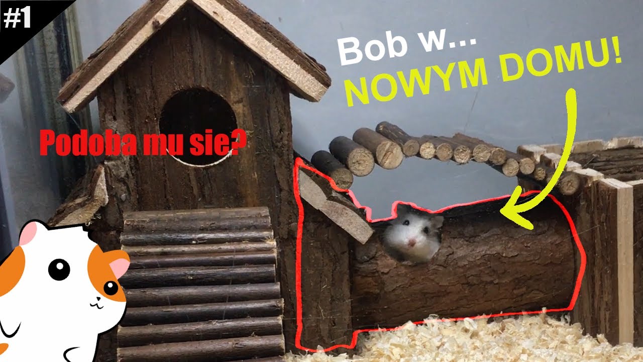 🐹Mój CHOMIK w nowym domu 🐹 Zobacz i OCEŃ 🐹 Linarchie #1