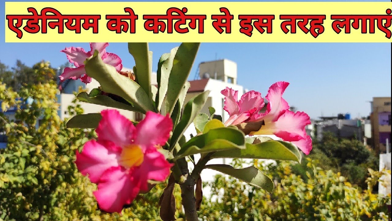 एडिनियम को कटिंग से कैसे लगाएं।।Adenium Propagation by Cutting