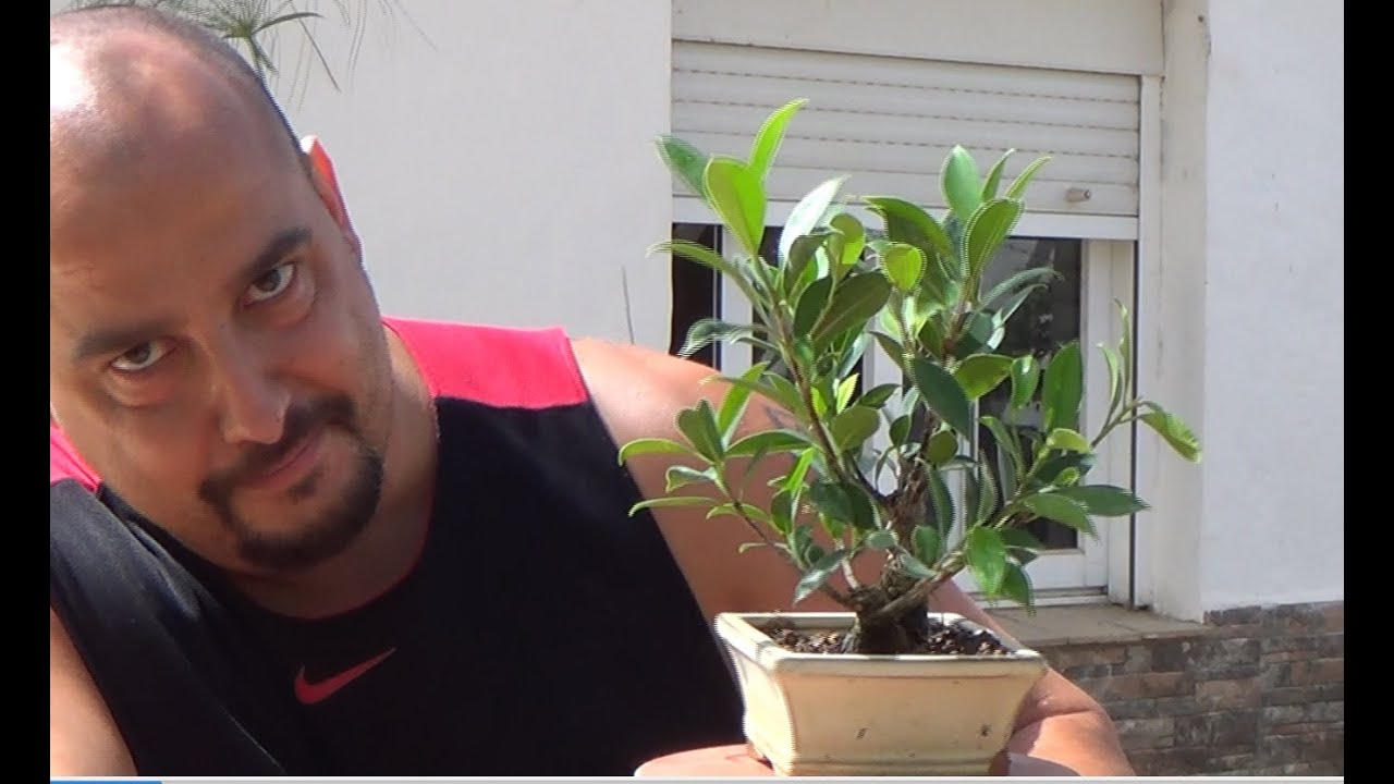 Mini bonsai ficus - Actualización y refinado - Septiembre 2016
