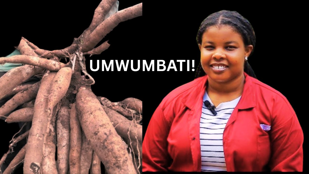 REBA IMYUMBATI YERA MU IFARM YACU UKUNTU INGANA! WAKURA UKARUHA! IBANGA RYABYO, REBA VIDEWO!
