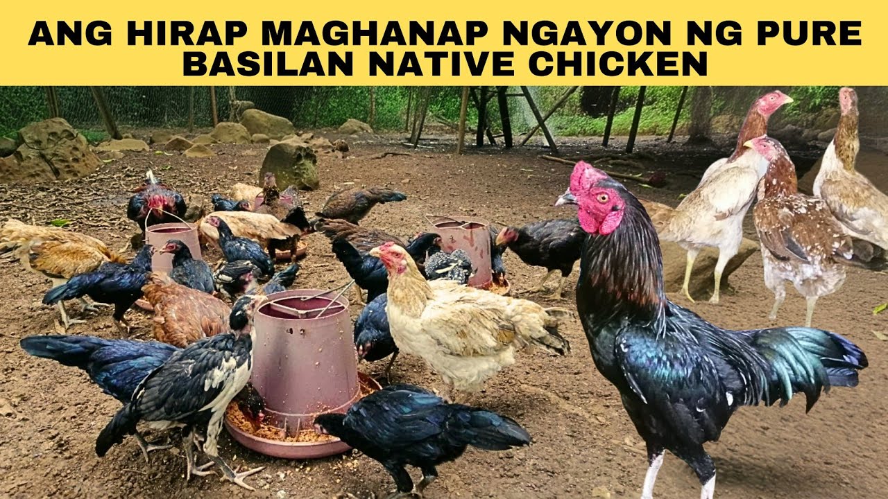 Ang hirap maghanap ngayon ng pure basilan native chicken