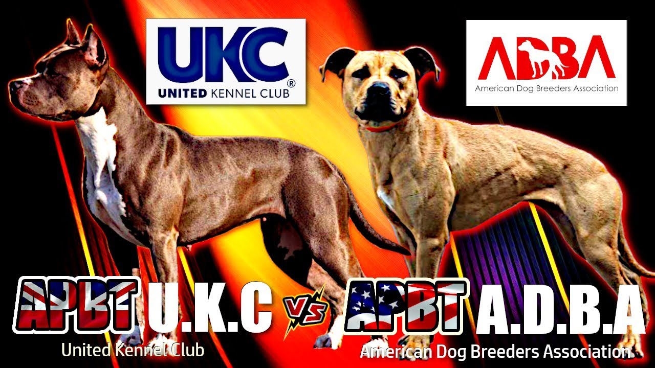 🐕 Pitbull APBT ► Tipos y Estándares ADBA & UKC | APBT Types: ADBA & UKC Standards