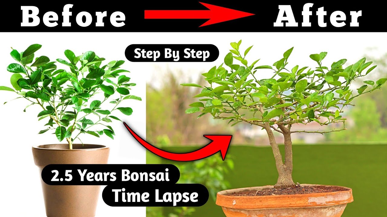 Lemon bonsai | Bonsai Time Lapse