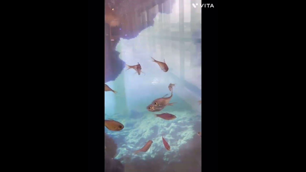 千葉県館山市渚の駅、渚の博物館。にジェット船で行きました。