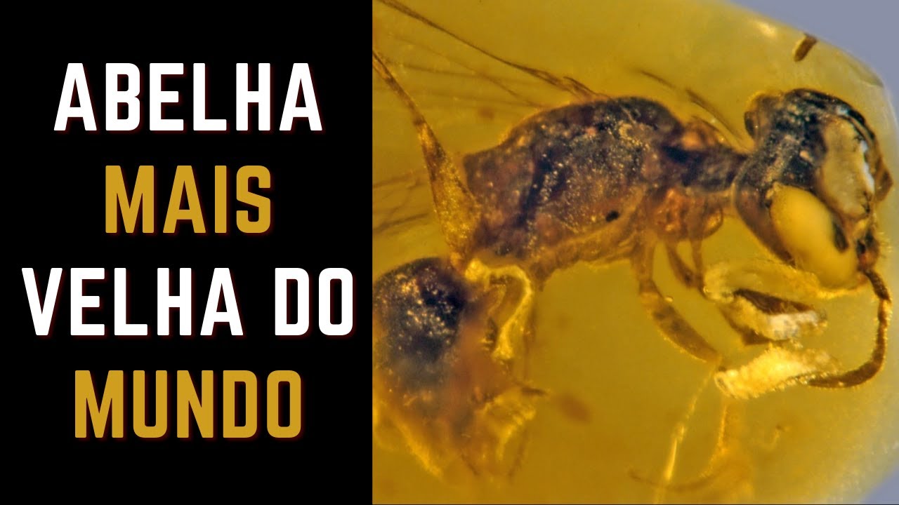 ABELHA mais VELHA do mundo | Apislogia