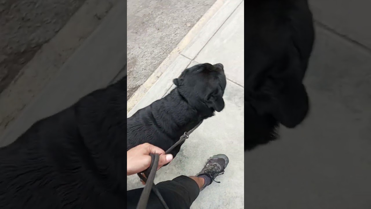 Por qué tú PERRO no te OBEDECE