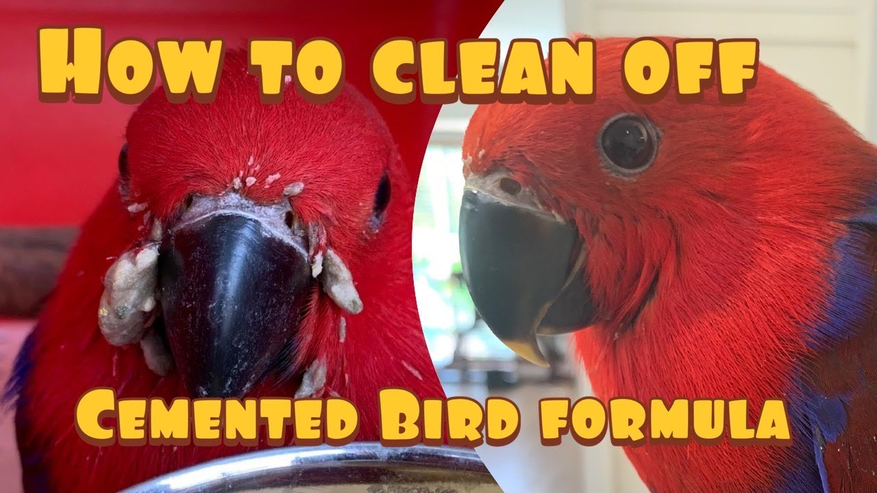 How to clean off cemented Formula Food on a baby bird