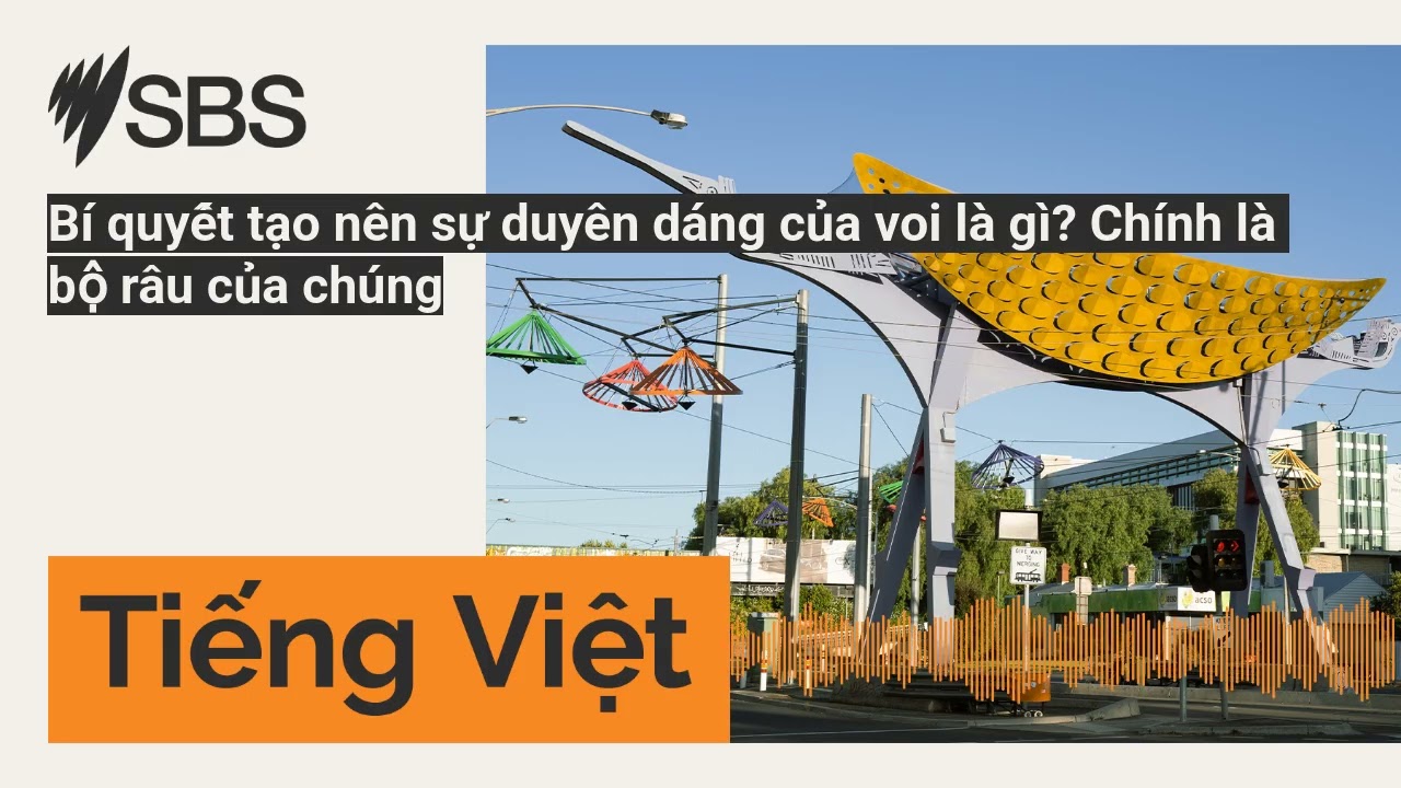 Bí quyết tạo nên sự duyên dáng của voi là gì? Chính là bộ râu của chúng | SBS Vietnamese - SBS...