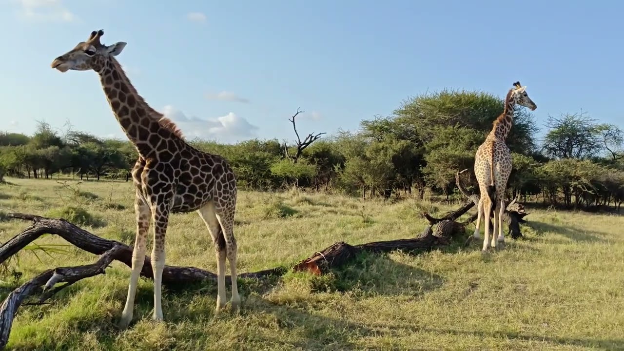 Nguuni Nature Sanctuary | Hidden Safari Gem in Mombasa, Kenya 🇰🇪