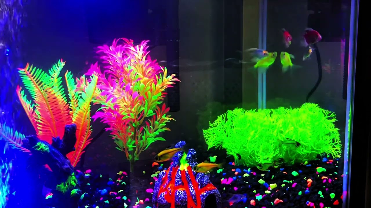 20 Minutes of Relaxing Lofi Music by Glofi