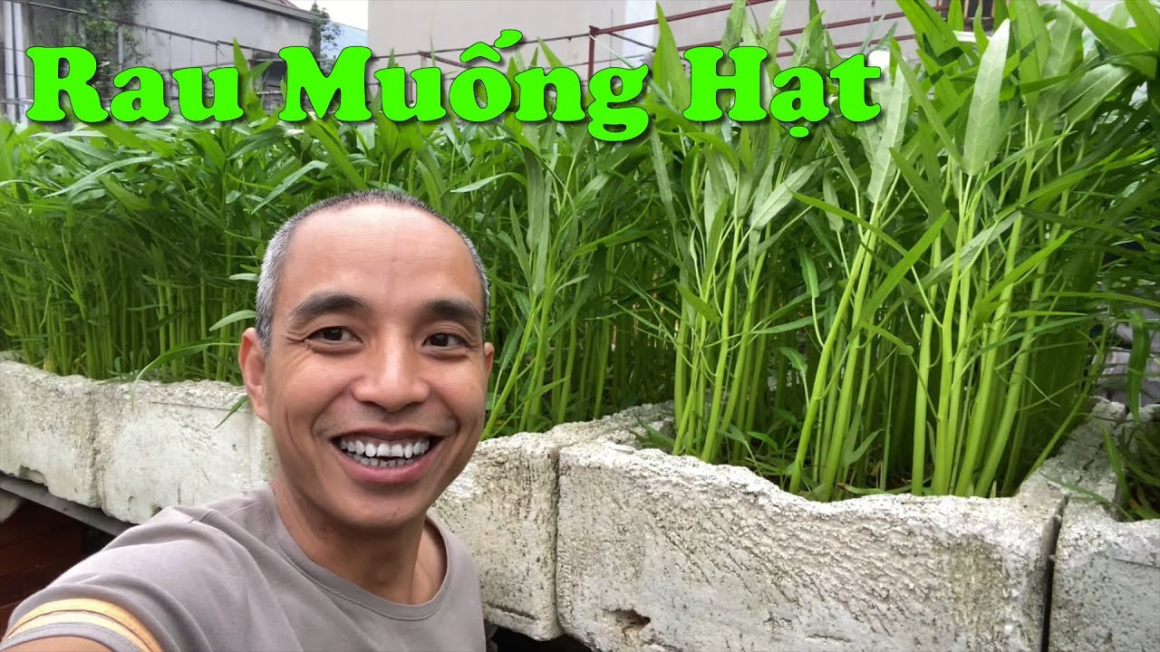 Rau Muống Gieo Hạt Cực Ngon, Cực Dễ Trồng Và Chăm Sóc