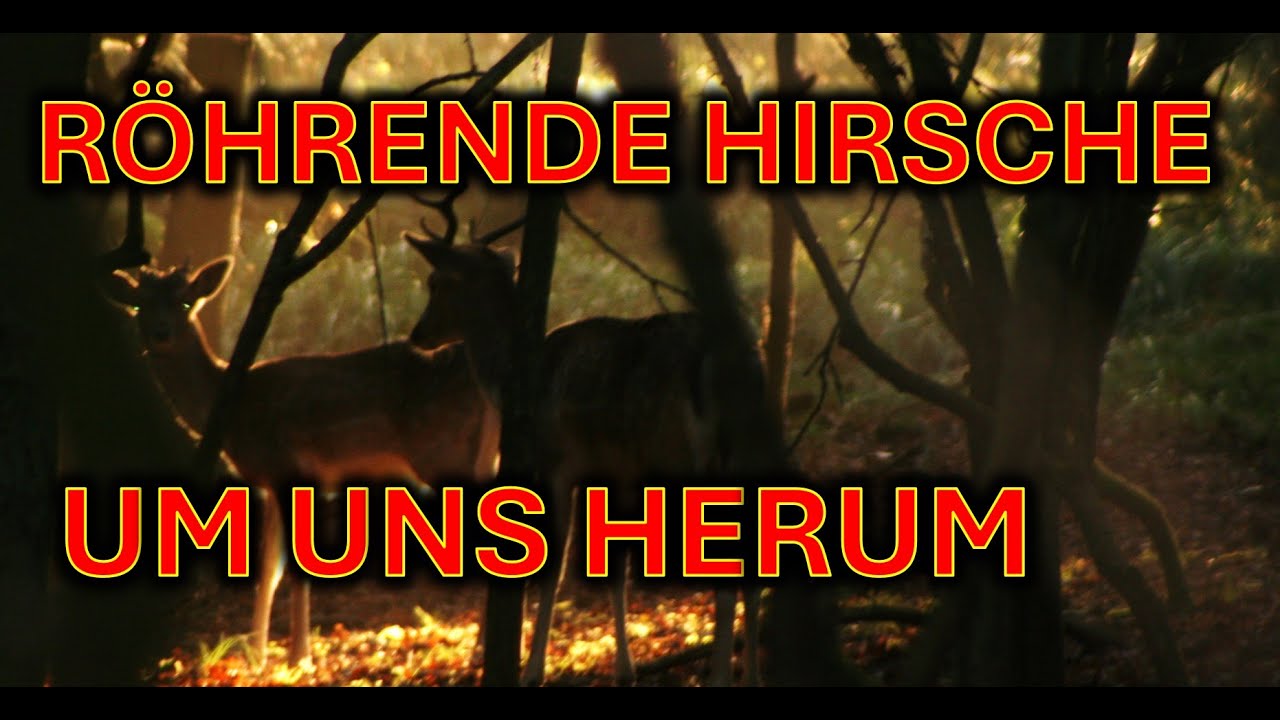 Im Wald zwischen viele r&ouml;hrende Hirsche