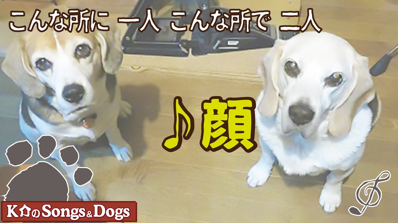♪顔 : K介のSongs＆Dogs週末はミュージシャン