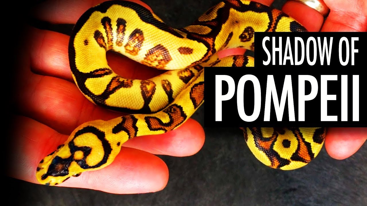 New MAGMA Combos! + Amazing African Import! - A Redstripe Clown Project Morphs 101 - Justin Kobylka