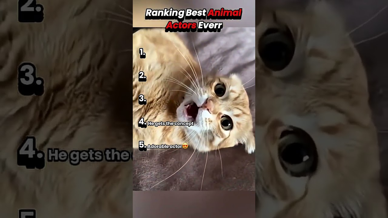 Ranking Best Animal Actors Everr 