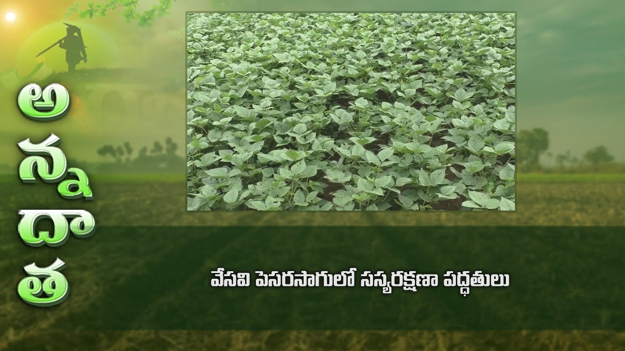 Pest management in summer greengram | వేసవి పెసరసాగులో సస్యరక్షణా పద్ధతులు | ETV