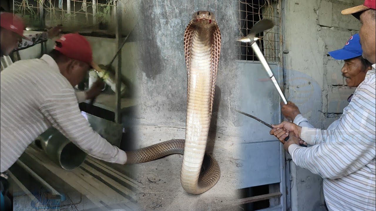 Bodega ng Cobra pinasok nila Zuma