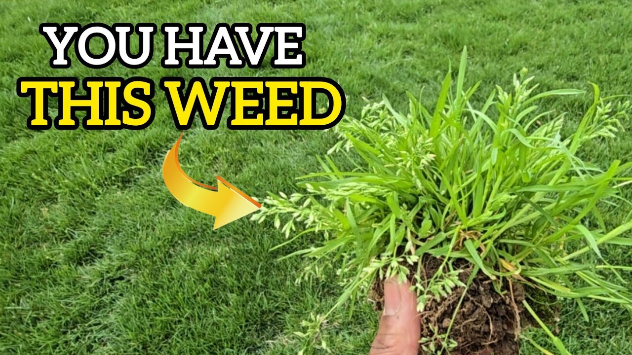 Мятлик однолетний (Poa Annua): что делать дальше?