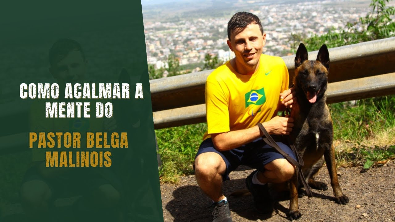 Como ACALMAR A MENTE do Pastor Belga Malinois