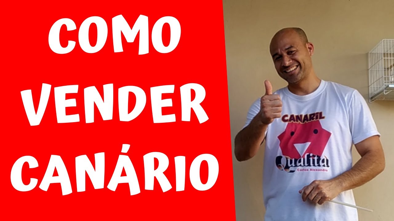 COMO VENDER CANÁRIOS: 5 dicas para você não levar prejuízo
