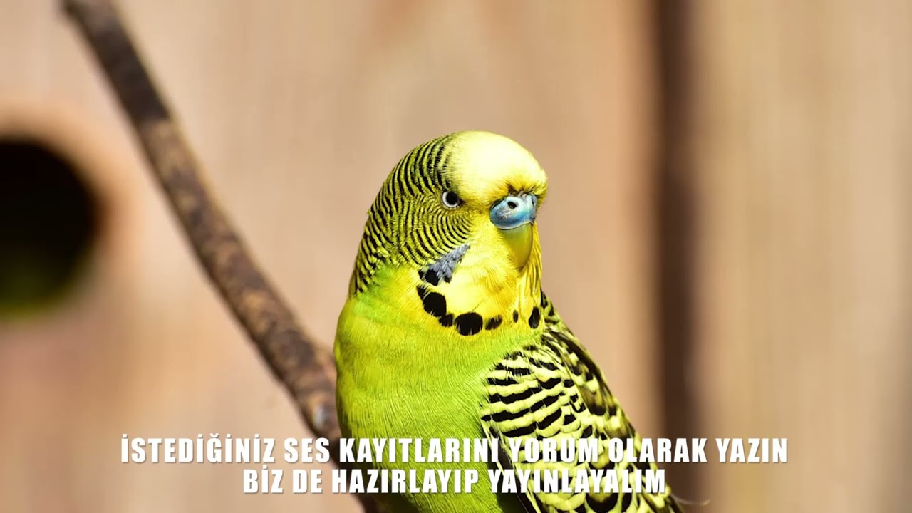 Fıstık Ses Kaydı - Muhabbet Kuşu Konuşturma Egzersizi (Kadın Sesi)