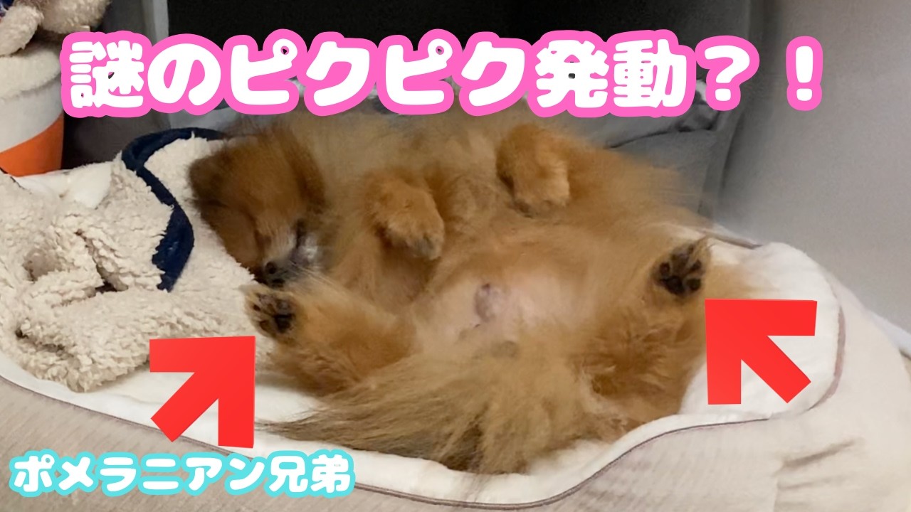 【悶絶】ポメラニアン兄弟の尊すぎるペロリ