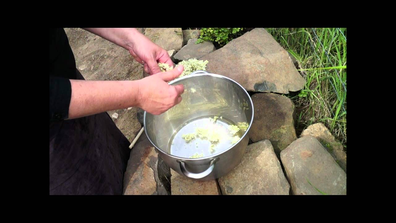 Making Meadowsweet Cordial: Meadowsweet Part 2