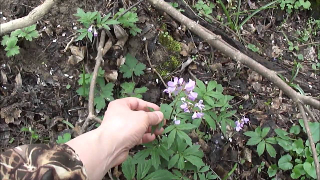 Съедобные растения в конце марта