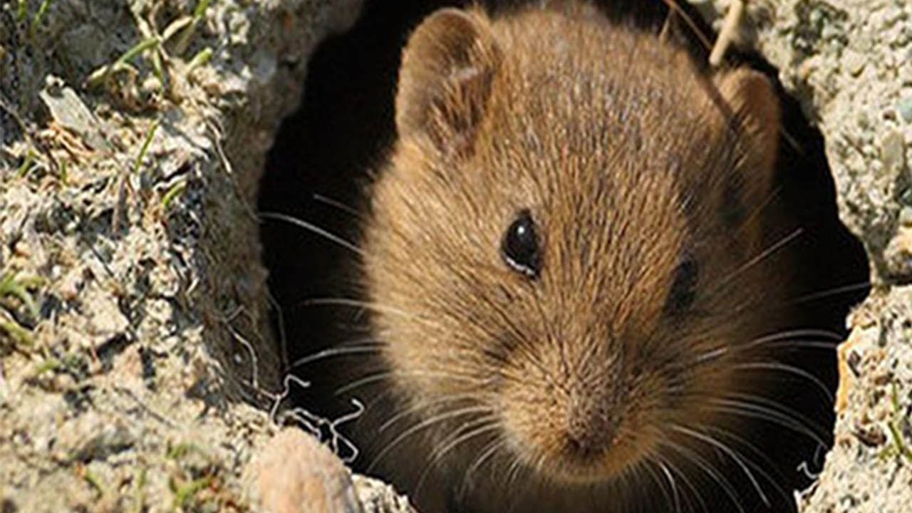 Bitki Koruma Saati - Tarımsal Üretimde Tarla Faresinin Zararları