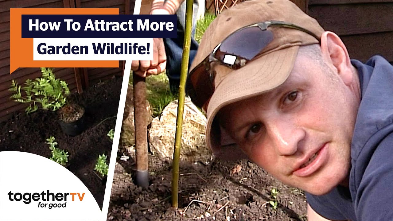 Modifying Back Garden To Attract British Wildlife | British Wild Gardens