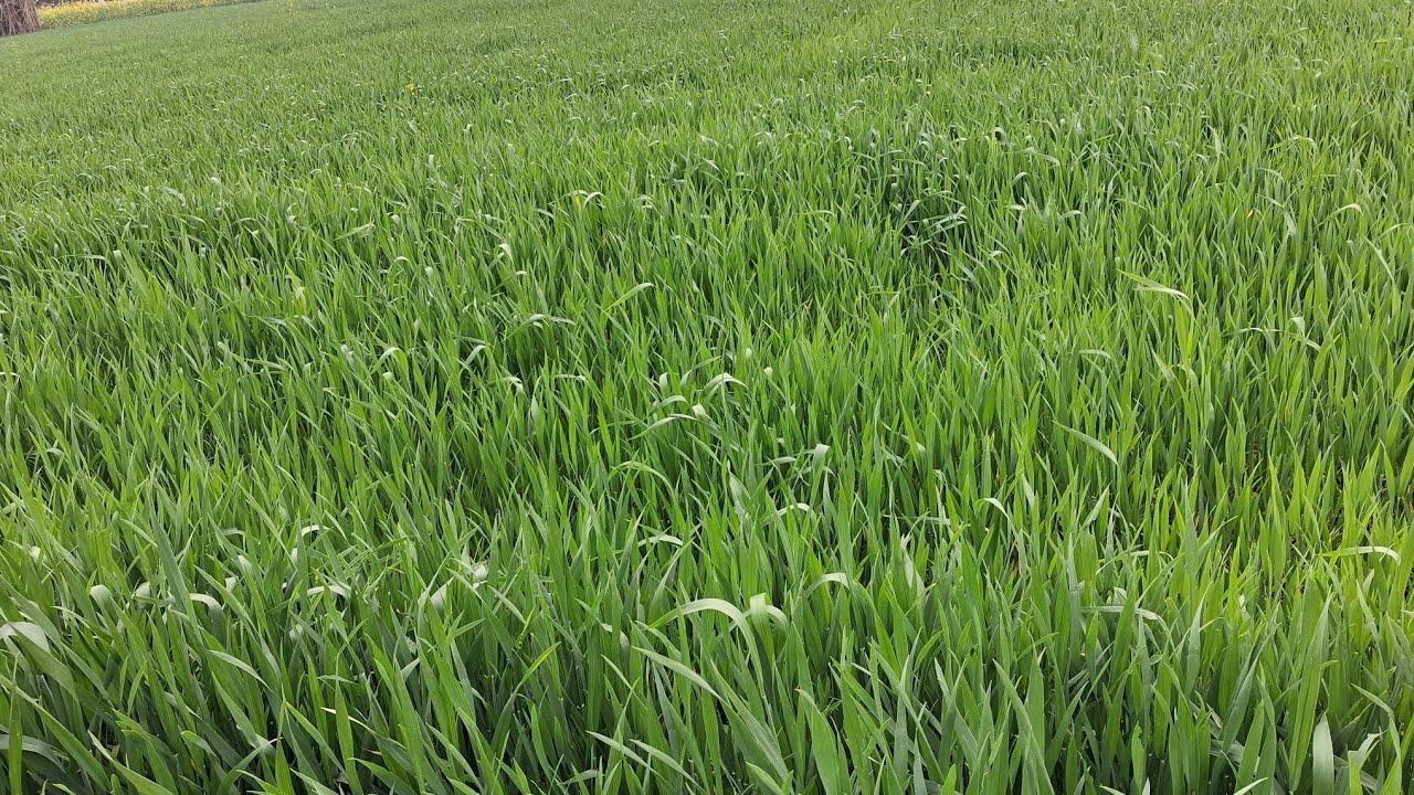 मैं प्रतिमा निषाद स्वागत  हूं पति पत्नी का  गीत हमें जिन जगाया राजा निधि में बाटी👍jaydevtjanpurya 