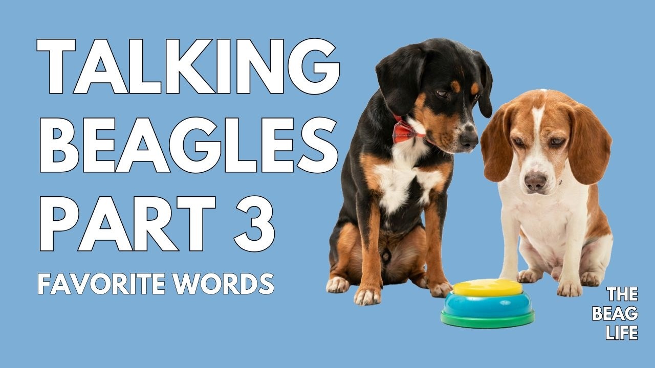 Training my dogs to use buttons | week 3