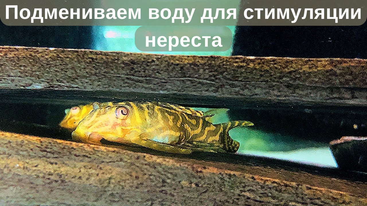 Стимуляция нереста у номерных сомиков. Подмена воды.