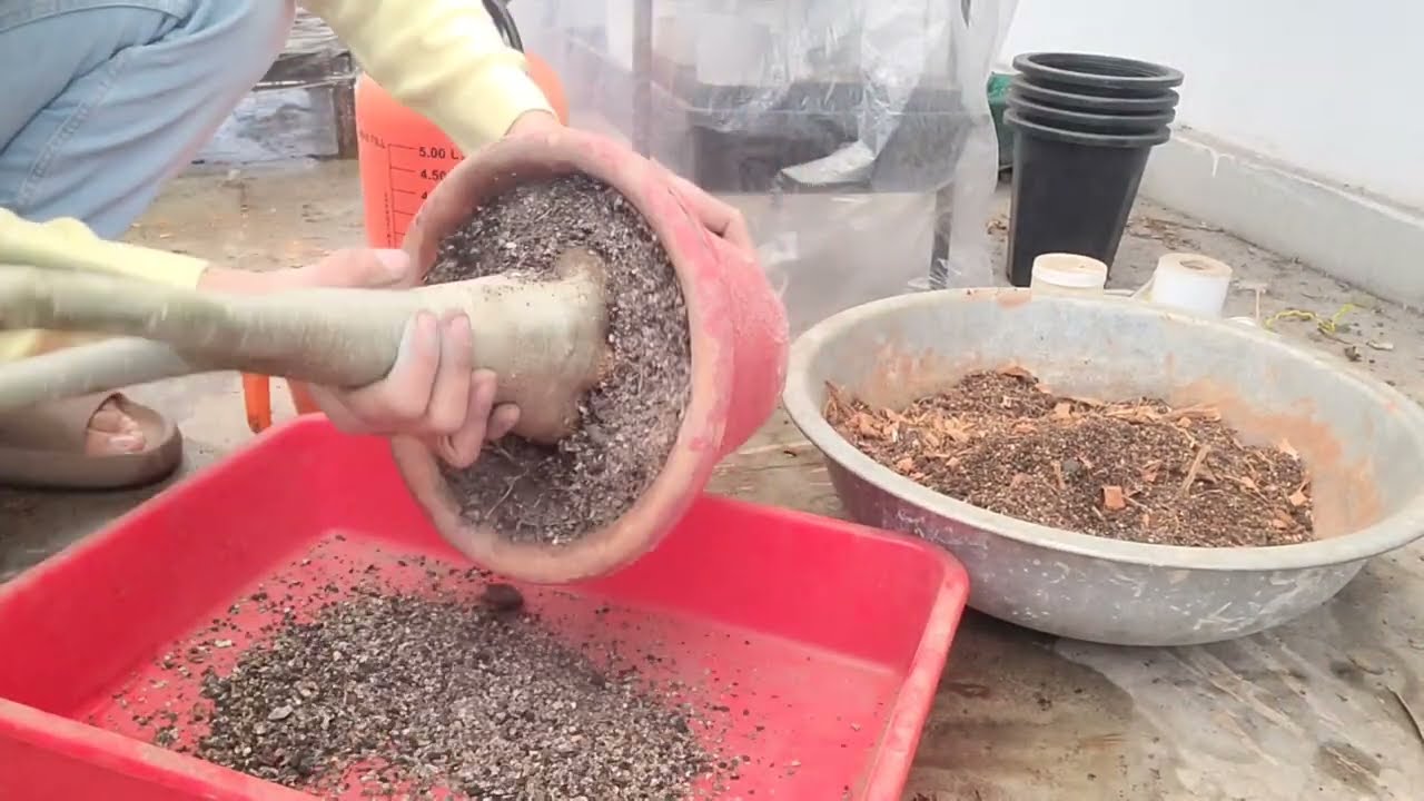 Adenium Somalense Pure | Part 1 | Videshi Gardening