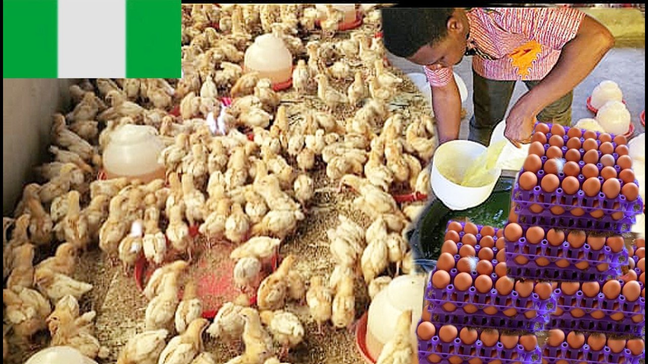 3 Weeks Later: See the Amazing Changes in Our Pullets