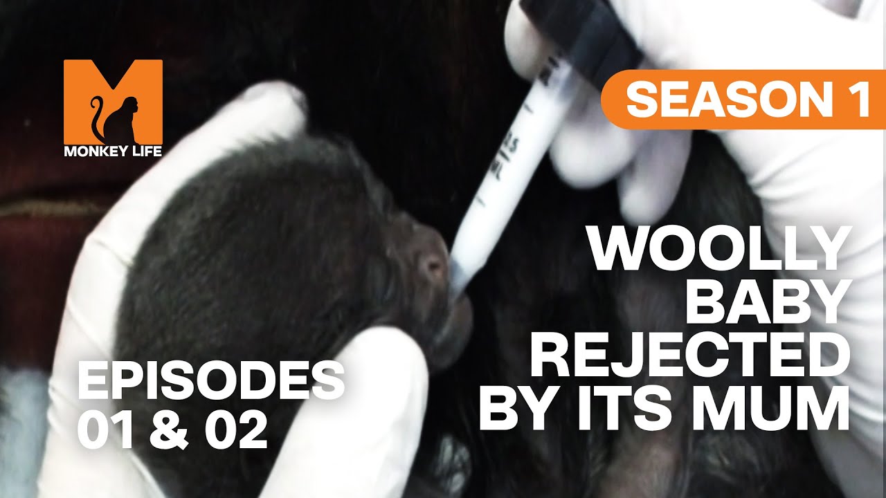 This Woolly Baby Is Rejected in Monkey Life | Season 1 Episodes 1 & 2 | Full Episodes