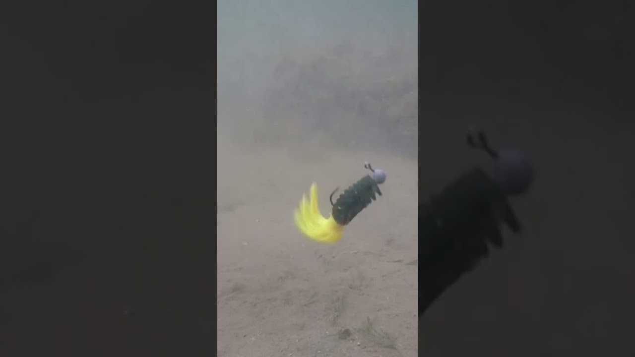 Crappie time #shorts #fishing #whitecrappie #bassfishing #fish #blackcrappie #crappie #underwater