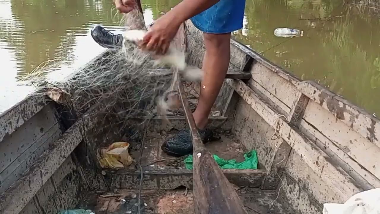 sembungan angkat jaring pagi pagi