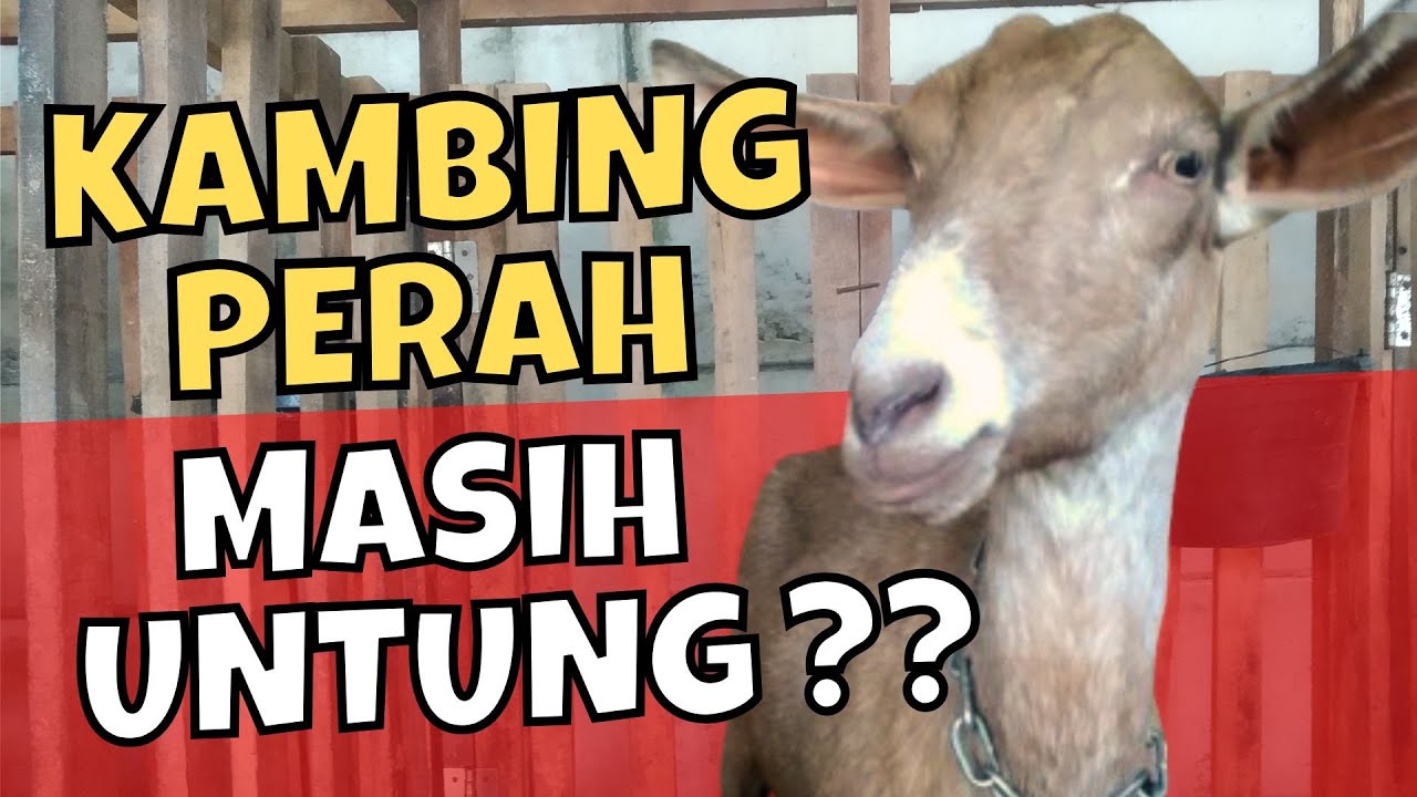 Beternak Kambing Perah : Masih Untung⁉️