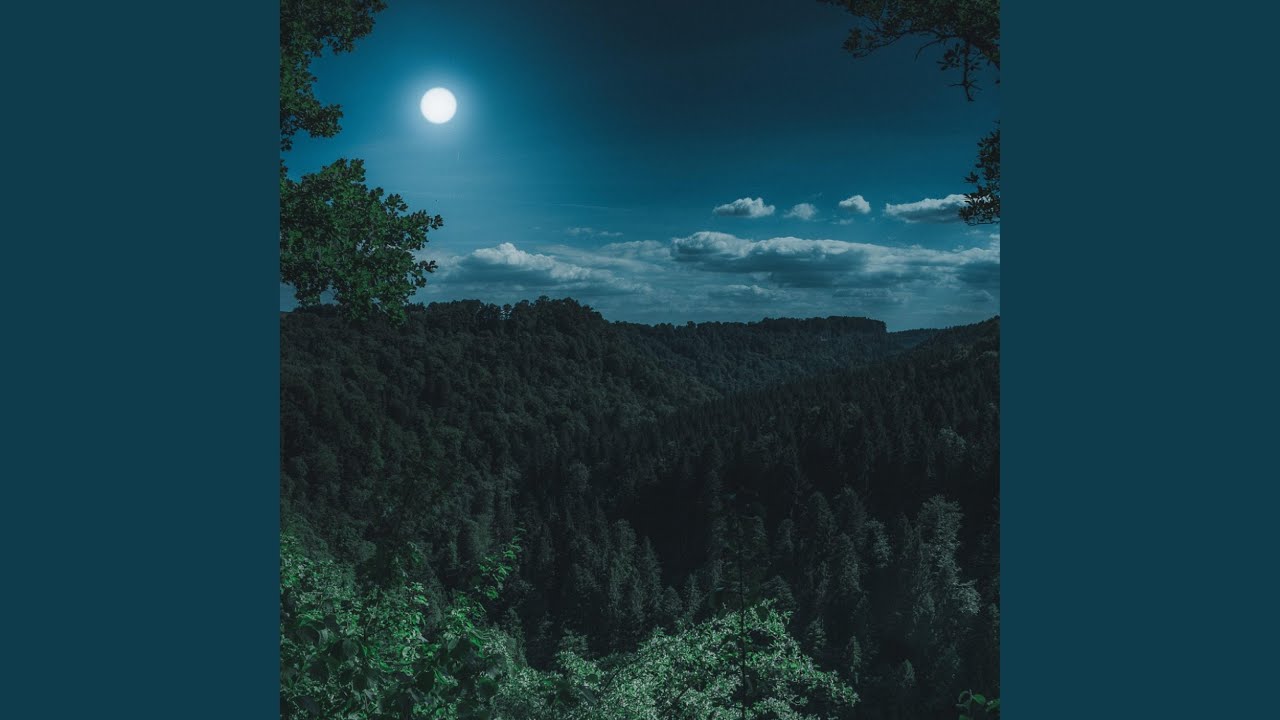 Cozy Forest