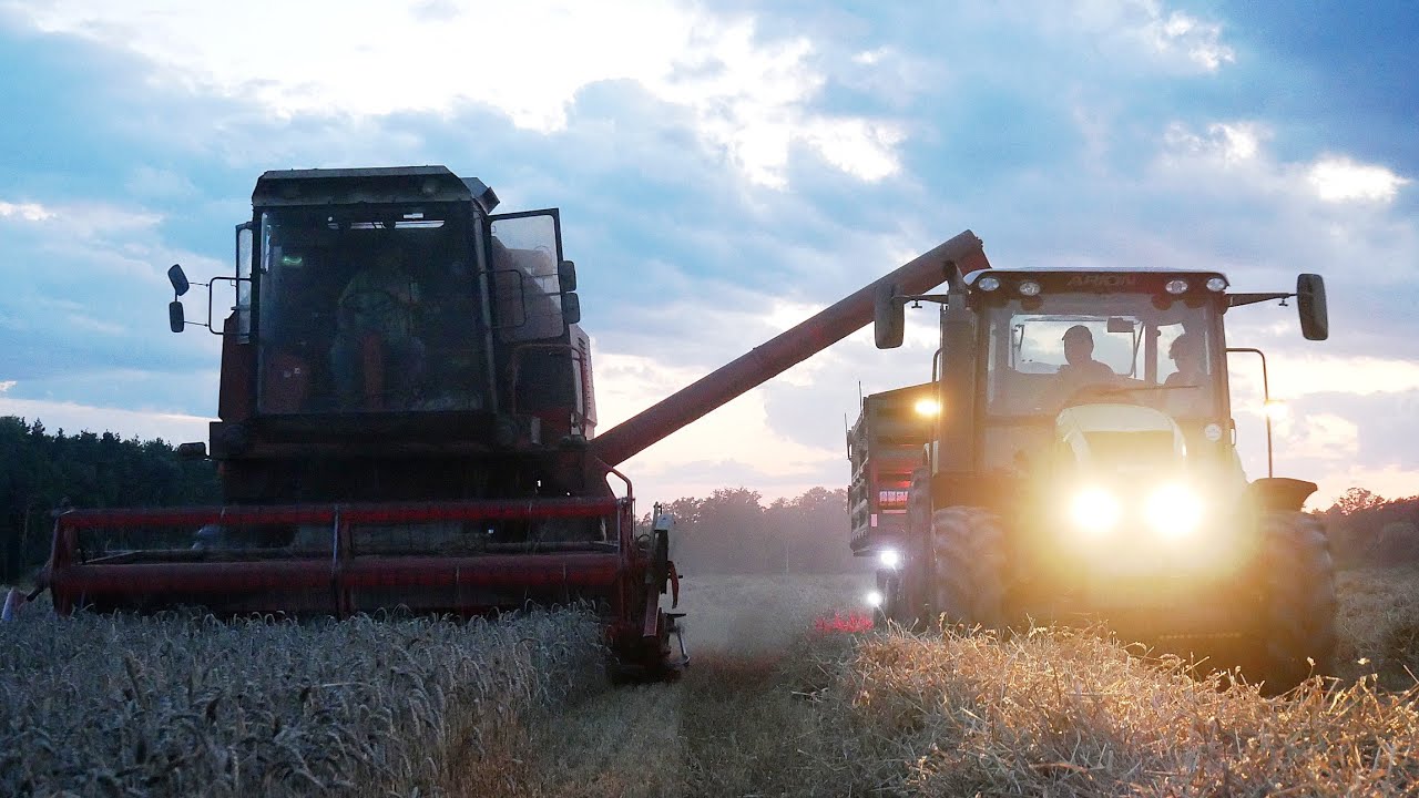 🇵🇱Polskie wieczorne żniwa pszenicy🇵🇱 Bizon Z058 Rekord & Claas arion 410 w akcji🔥 Agro michu😃