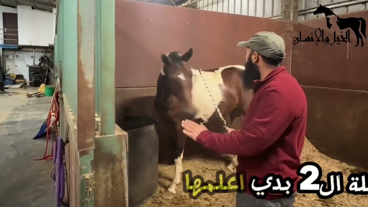فرس خائفة داخل الإسطبل؟✅ شاهد كيف انحلت المشكلة خلال 3 مراحل فقط