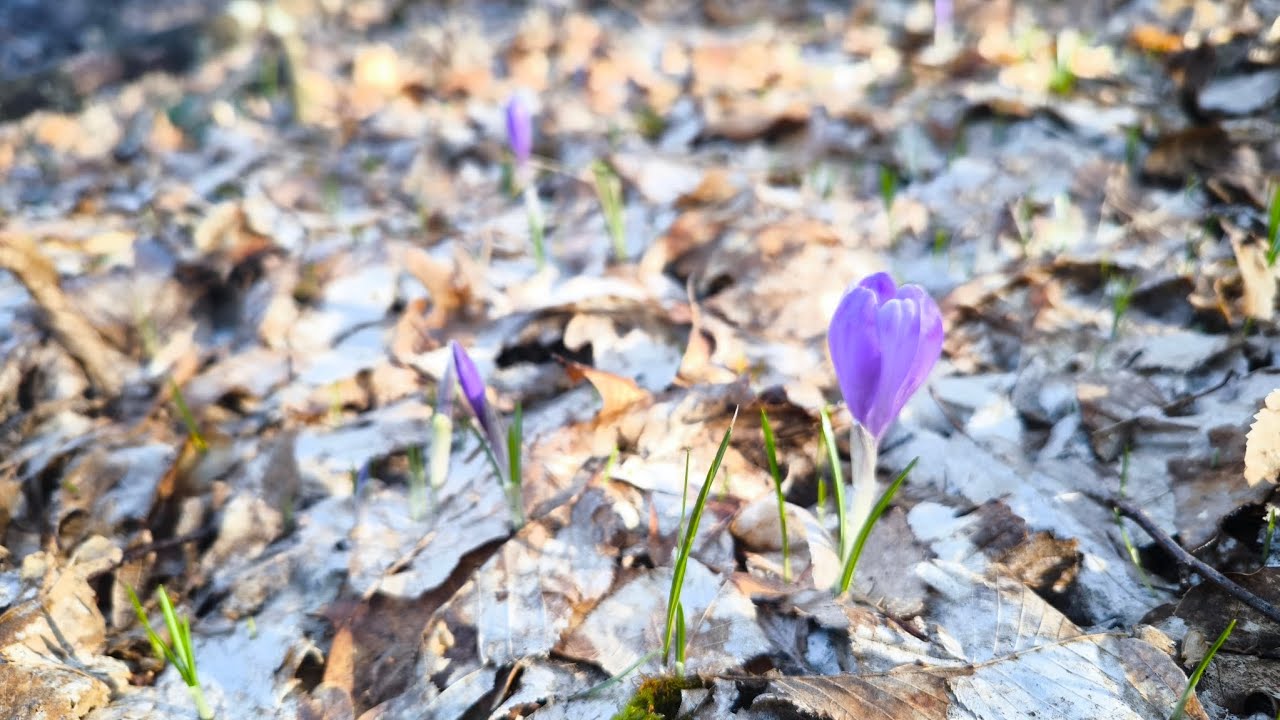 A Perfect Spring Day in the Woods