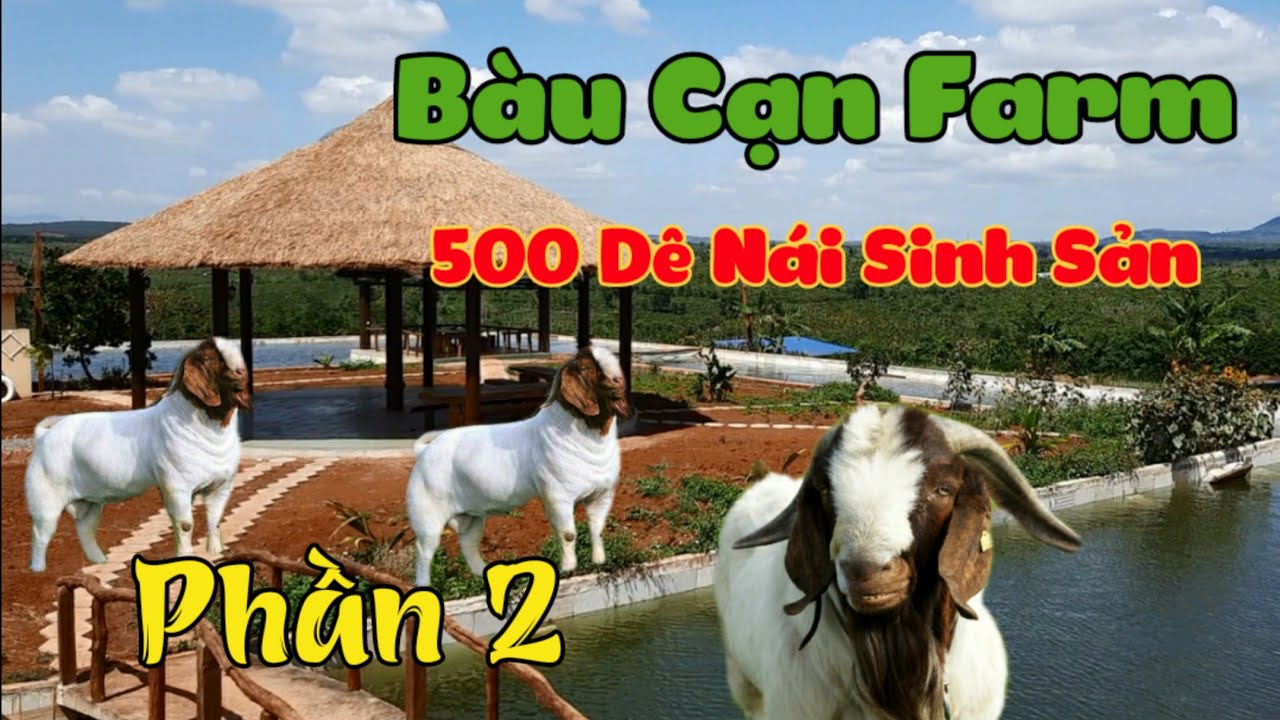 Mô hình nuôi dê tuyệt đẹp của Bàu Cạn Farm - phần 2 | Khởi Nghiệp TV