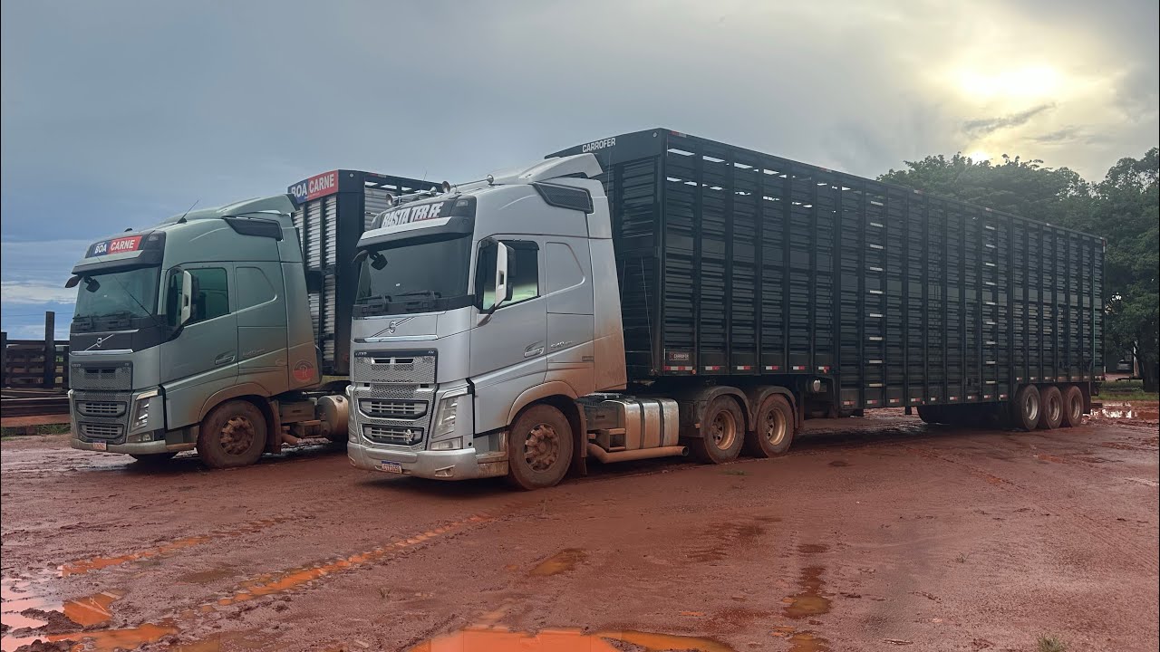 PRIMEIRO CARREGAMENTO DA GAIOLA NOVA! Carreta boiadeira nova.