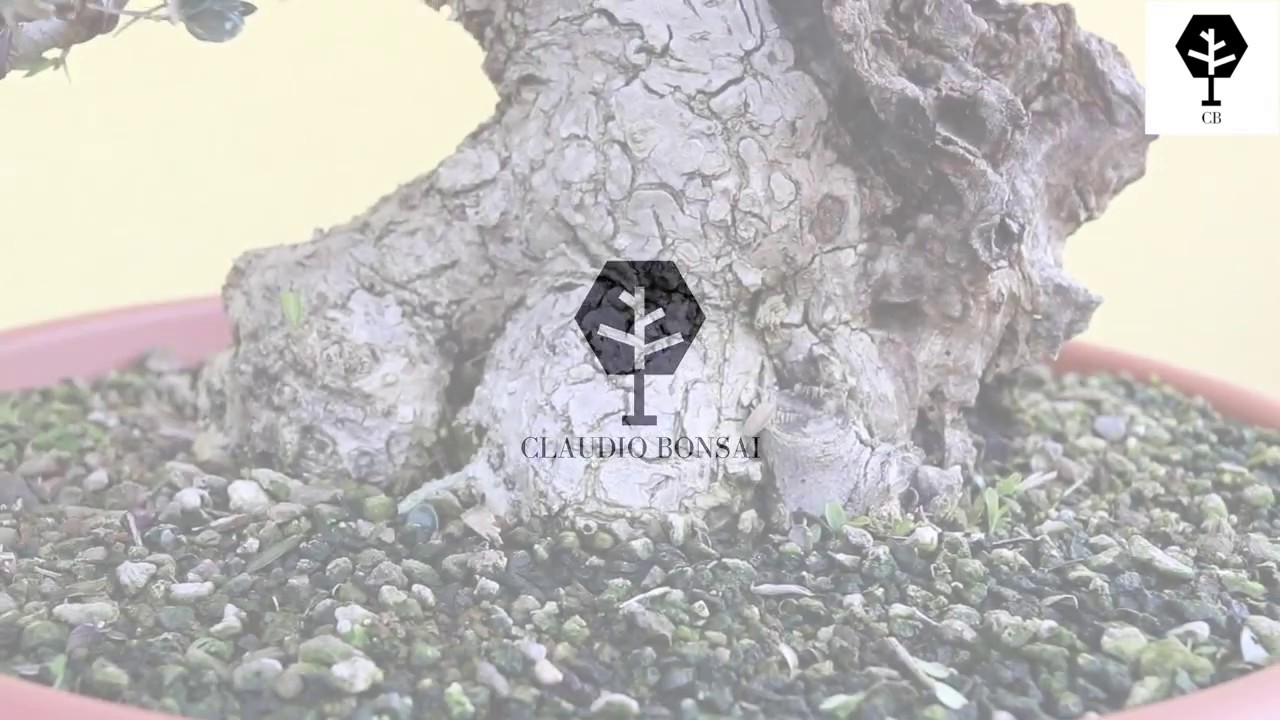 olivastro project by Claudio Bonsai