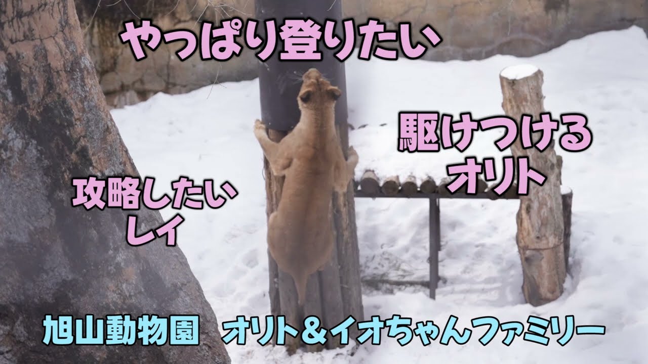 旭山動物園　やっぱり木登りしたい　駆けつけるオリト　攻略したいレイOrito & Io family　Lion family　Asahiyamazoo