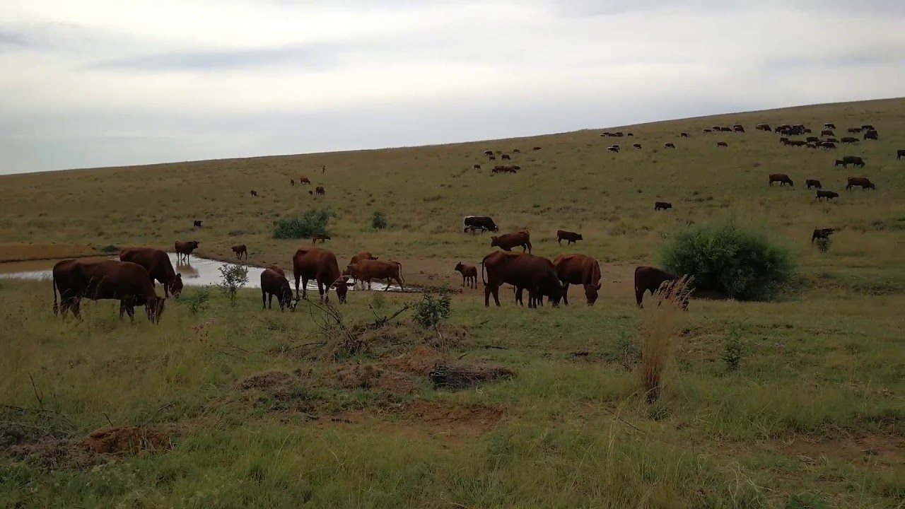 Pinzgauer & Wagyu Cattle South Africa