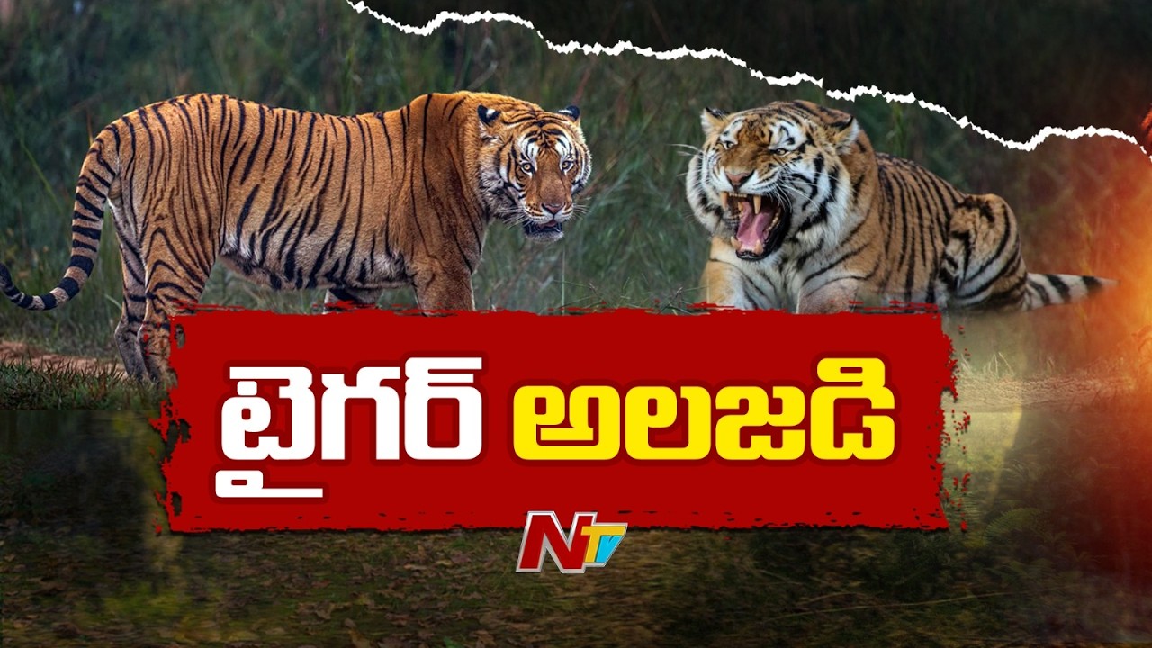 Tiger Movement Sparks Panic in Kakinada | NTV Telugu